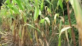 Flat boy porked by lad in exhib outdoor - CrunchBoy